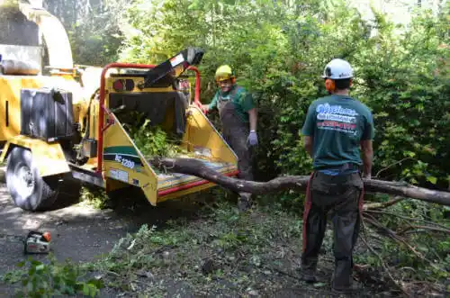 tree services West Modesto